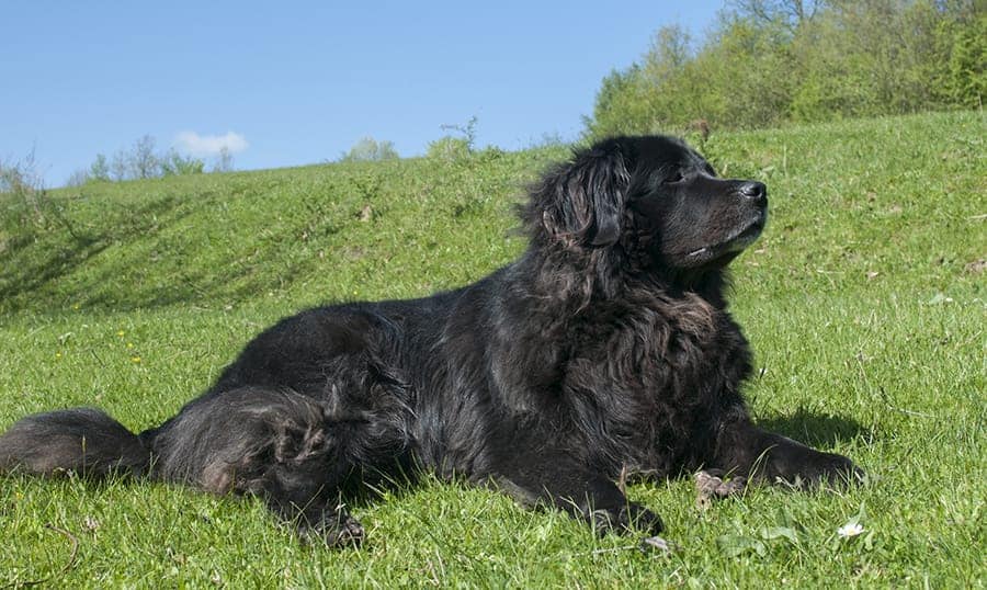 Fluffy dog laying in the grass