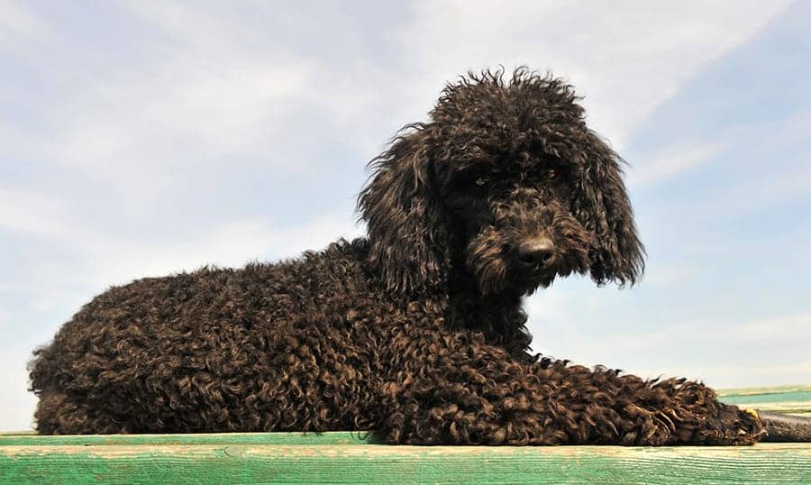 black Poodle laying down