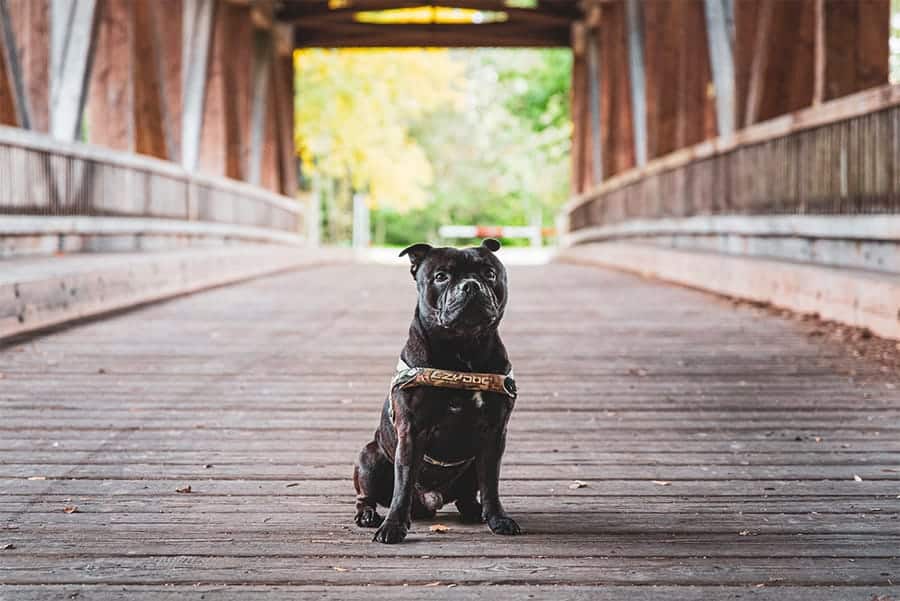 dog on bridge