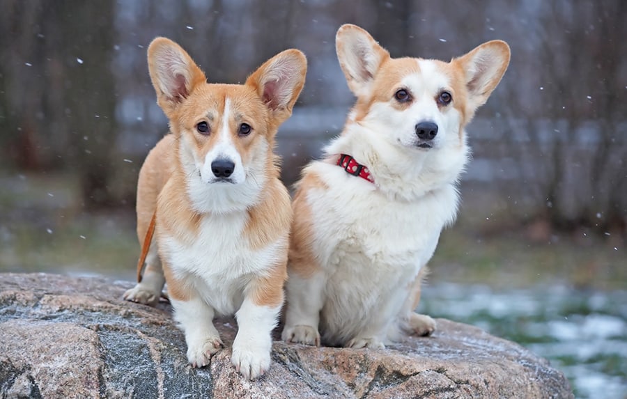 Corgies in snow