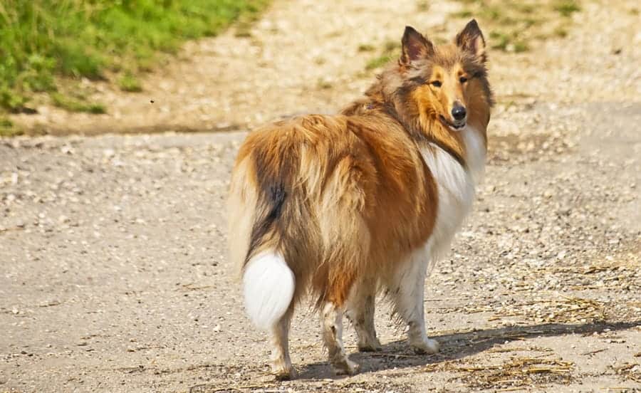 Sheltie