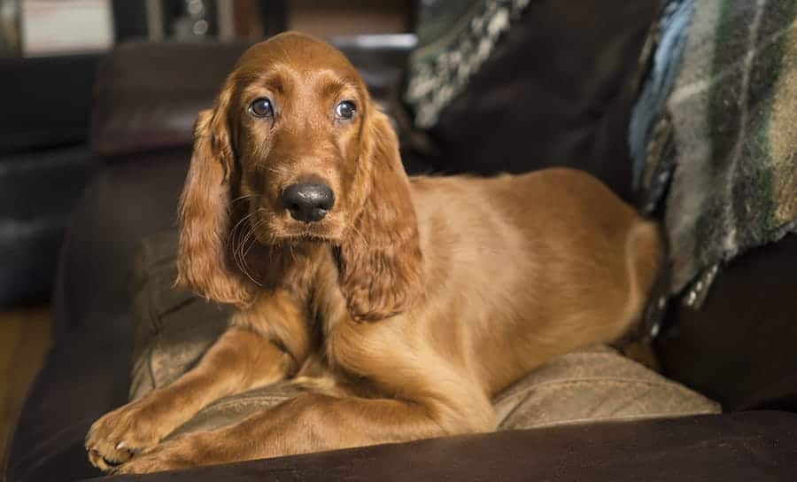 brown dog laying on a couch