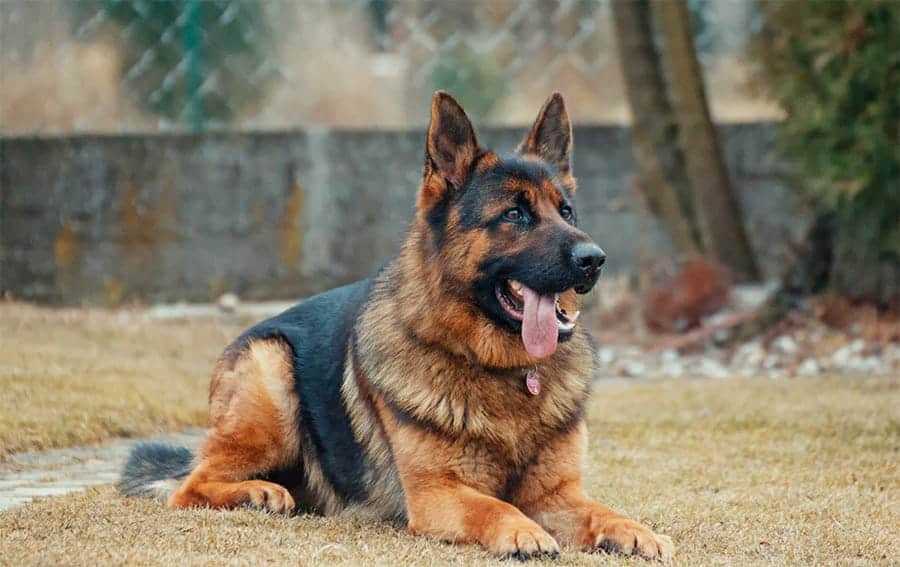 Unique girl sales german shepherd names