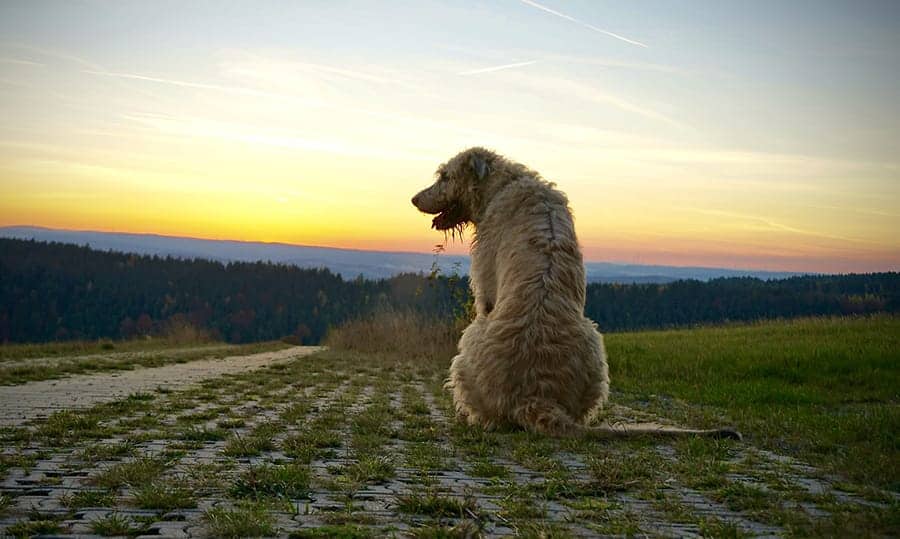 dog in country