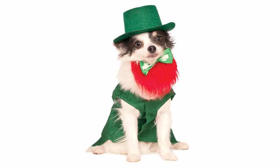 Irish Dog Names - 175 Awesome Ideas for Your Dog