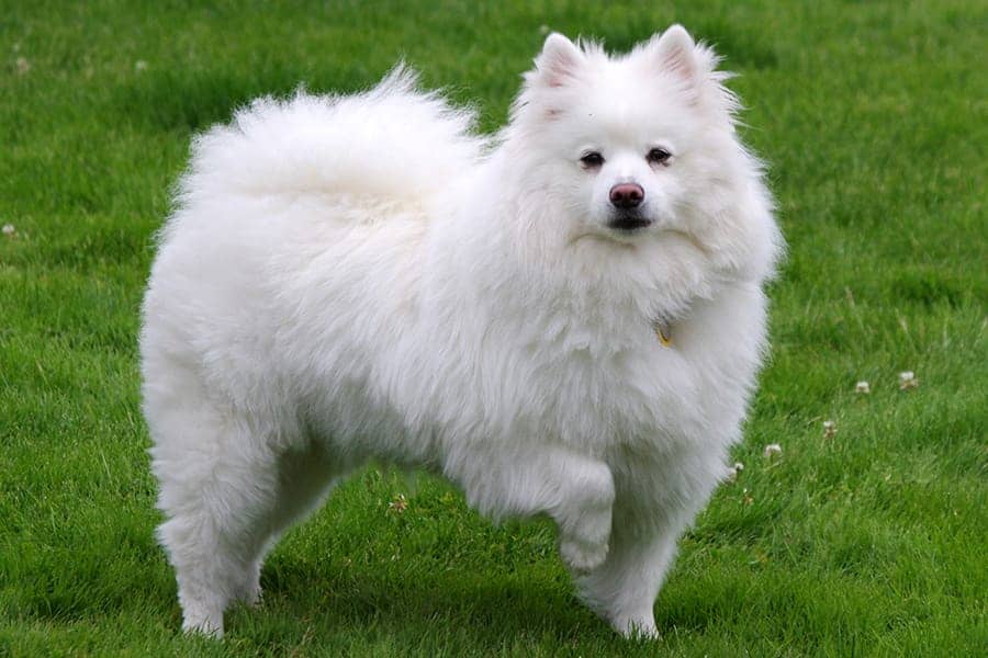 american eskimo dog standing