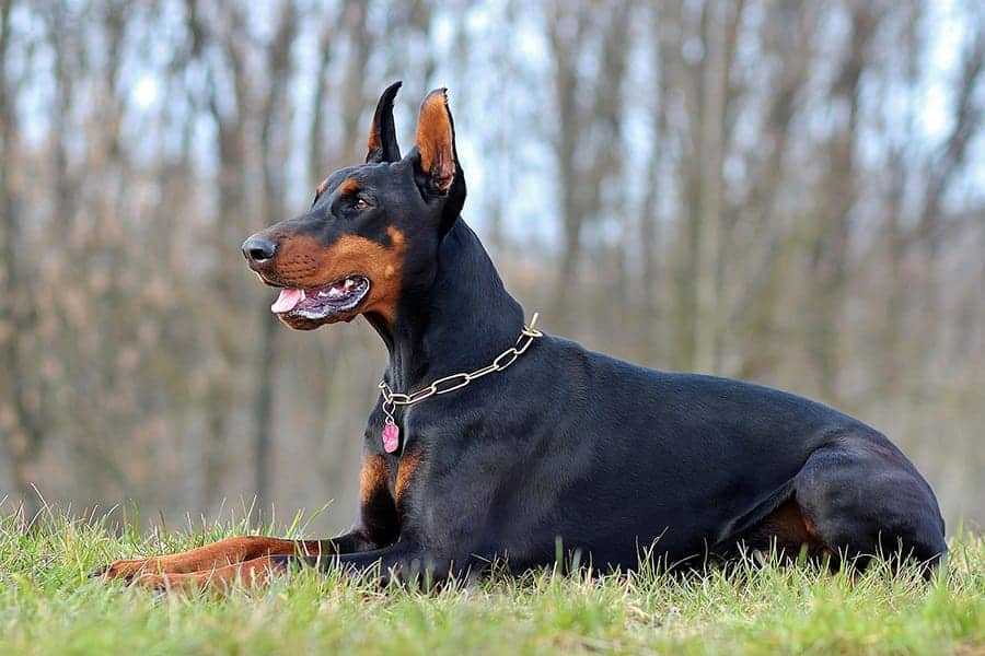 Doberman Pinscher