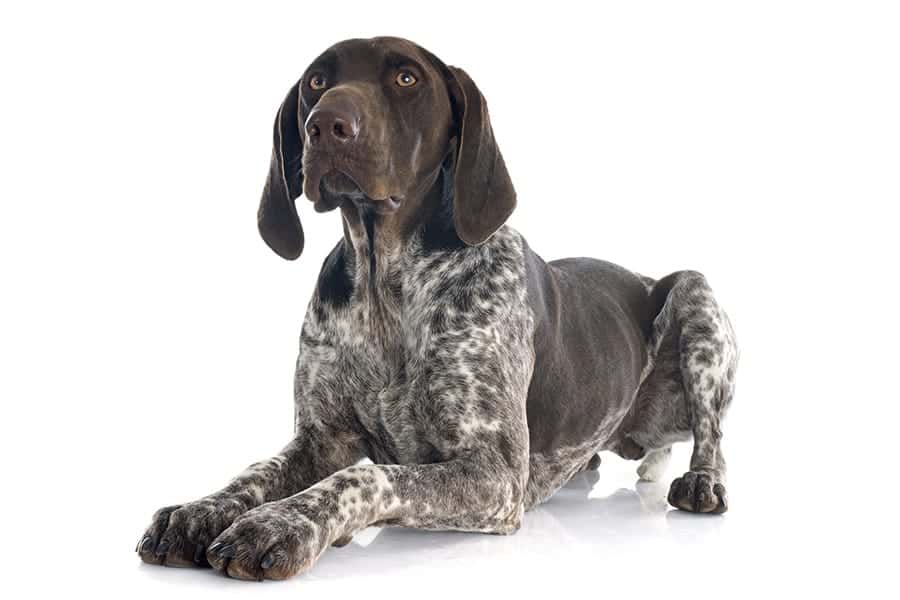 german shorthaired pointer on white background