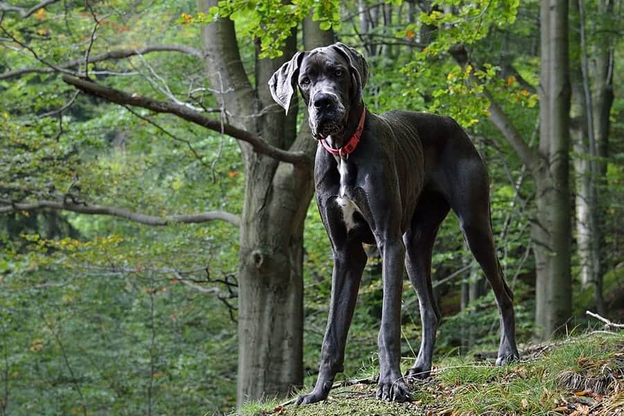 great dane in the woods
