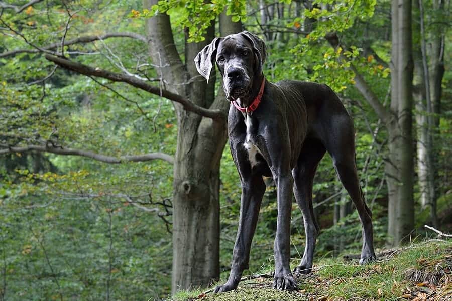 Quiet dog breeds - Great Dane