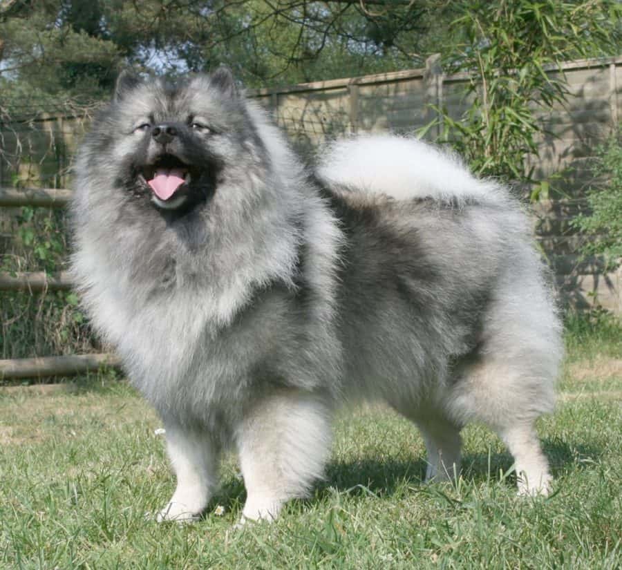 Keeshond dog breed