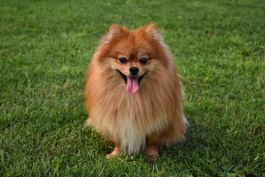 pomeranian sitting in grass