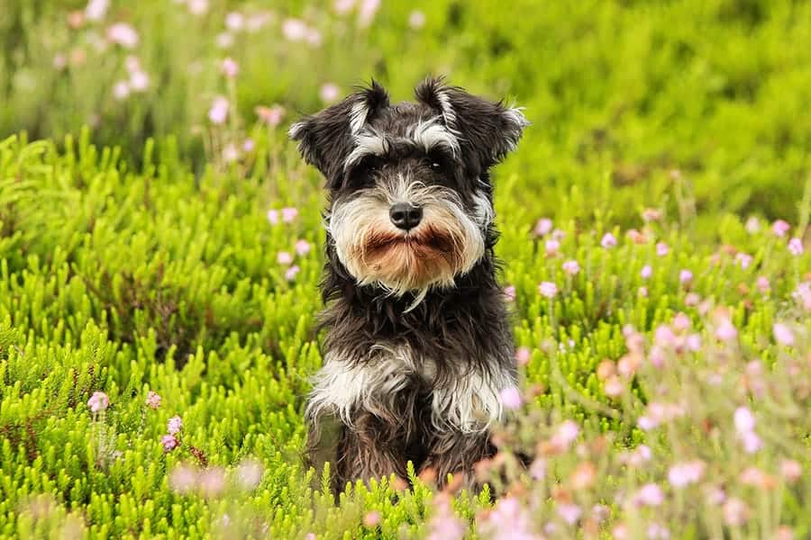 schnauzer dog breed