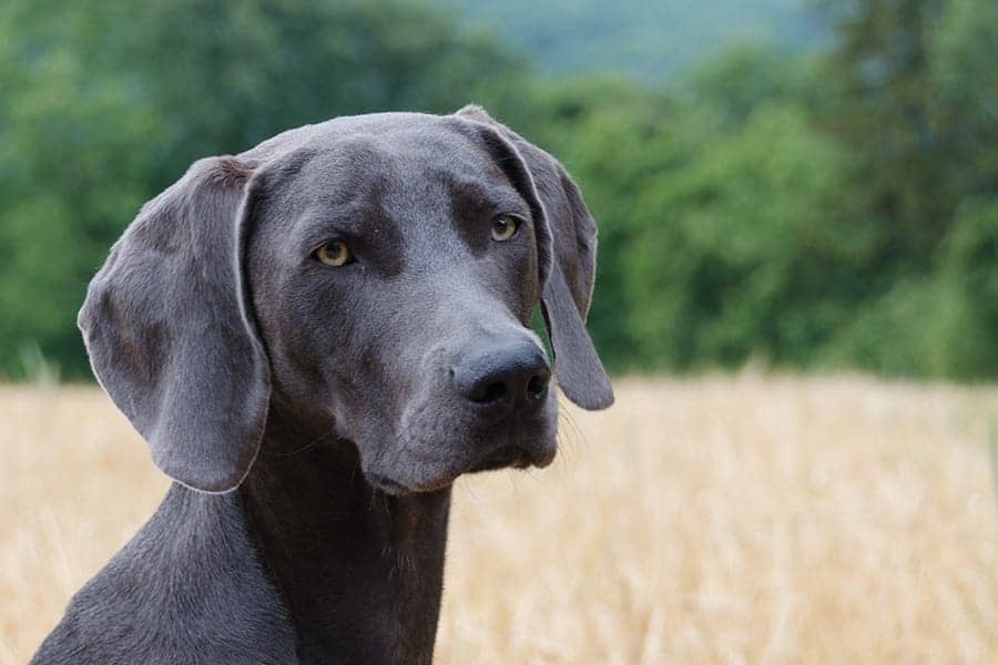 gray Weimaraner in field close up