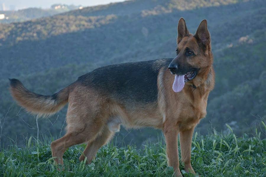 German Shepherd 