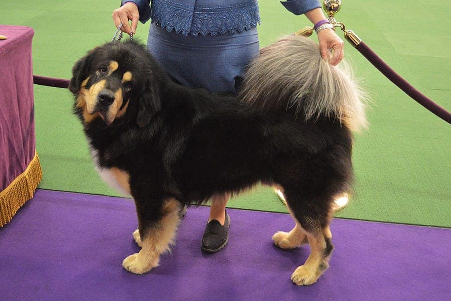 a tibetan mastiff at a dog show