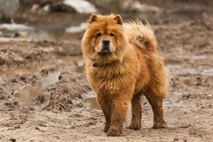 chow chow dog breed standing in some dirt