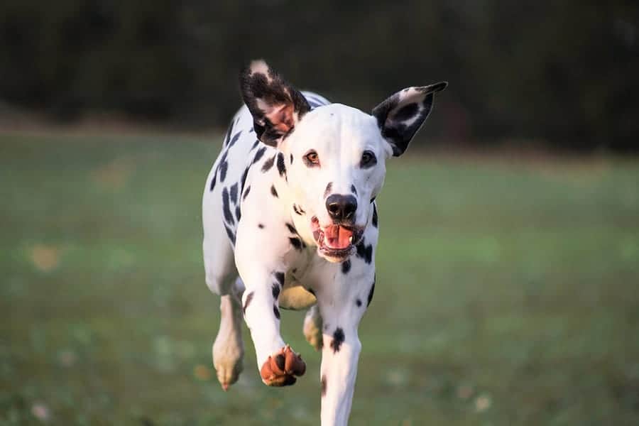 Dalmatian