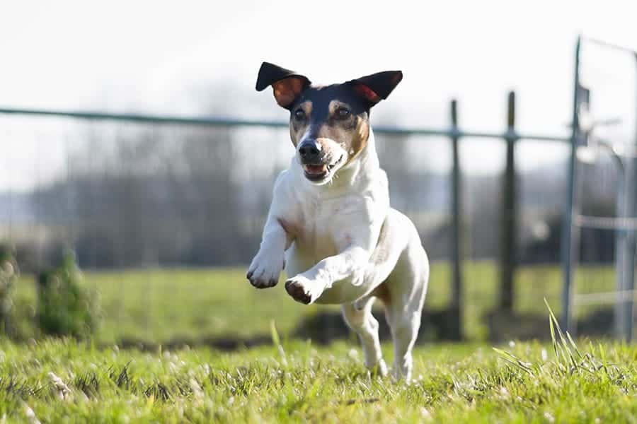 jack russell terrier running