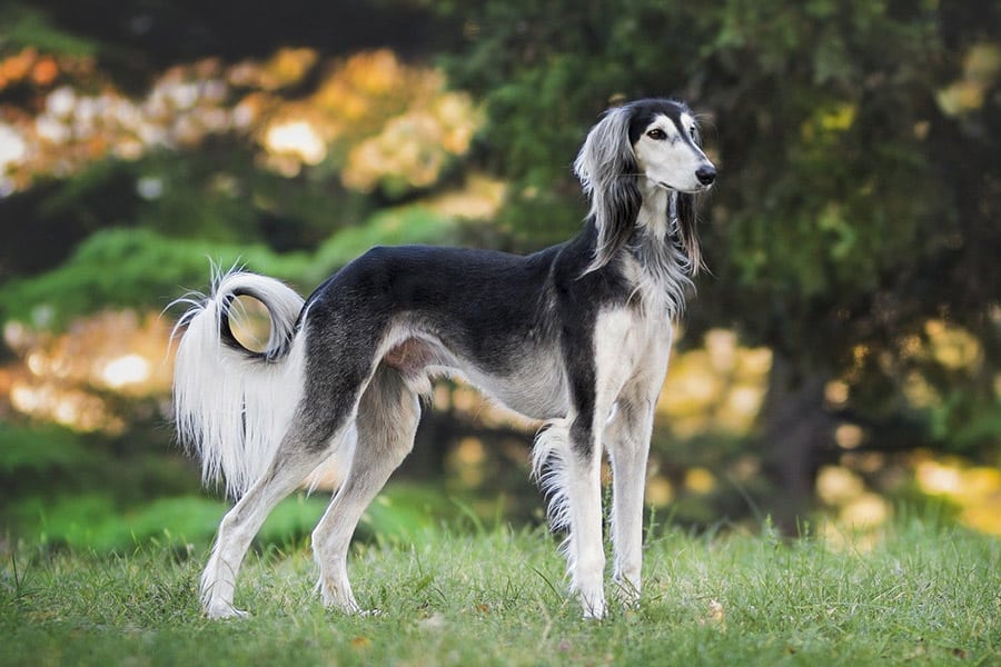 Saluki dog breed standing in the grass