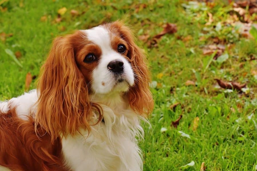 Cavalier King Charles Spaniel in the grass
