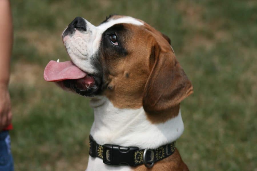 boxer with tongue out