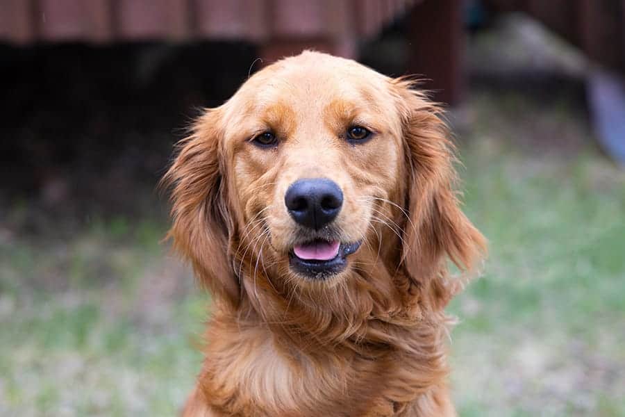 golden retriever names