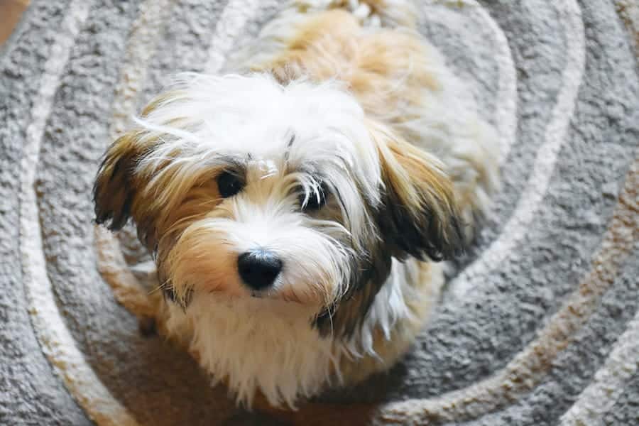 Havanese sitting on carpet