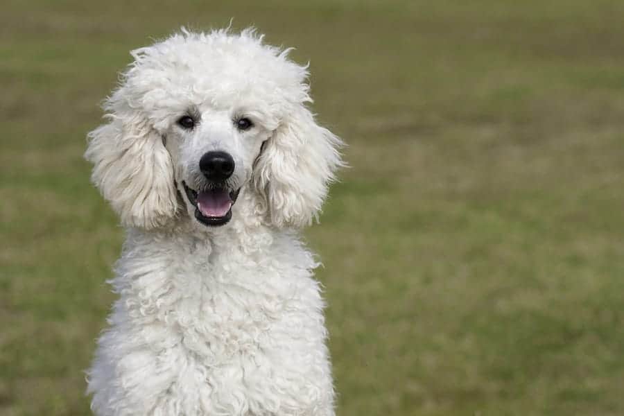 white poodle against grass