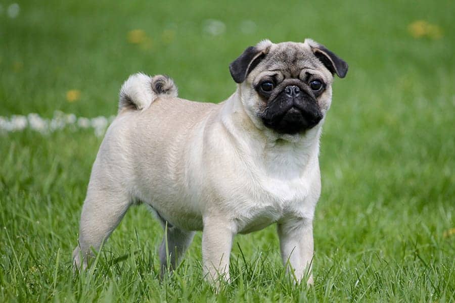 Pug standing up