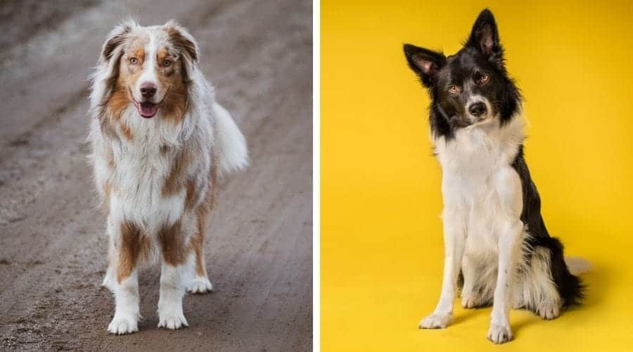 Golden Retriever vs Border Collie Breed Comparison