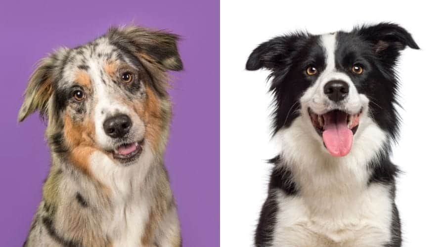 Australian Shepherds vs Border Collies - Similarities and Differences