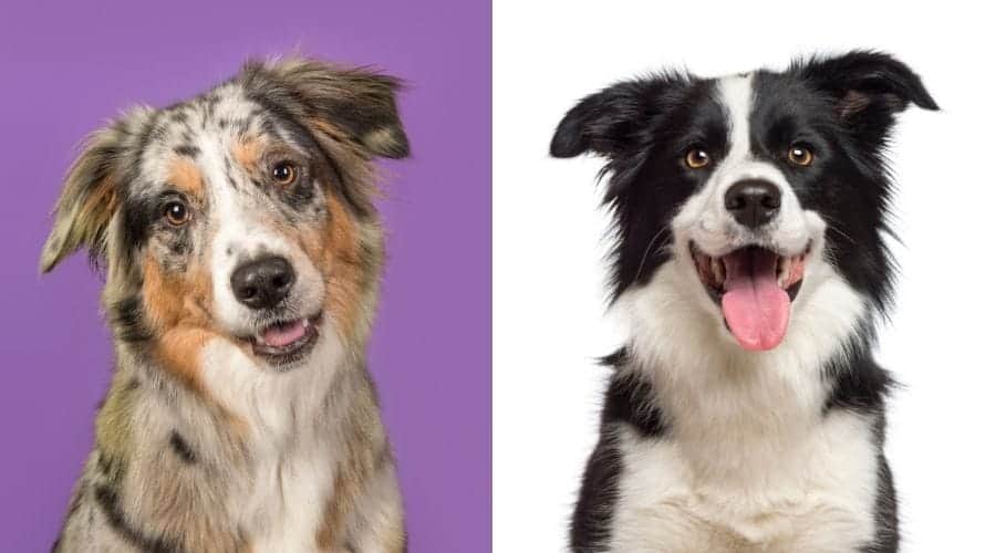 Australian Shepherd vs Border Collie