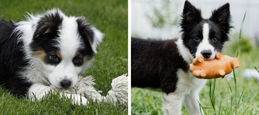 Australian Shepherd puppy and Border Collie puppy