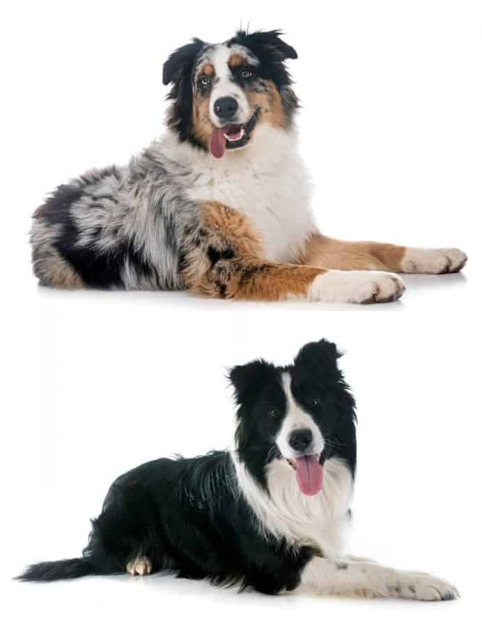 Australian Shepherds vs Border Collies - Similarities and Differences