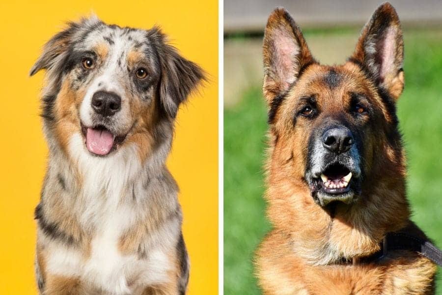 Australian Shepherd vs German Shepherd - Dog's Name