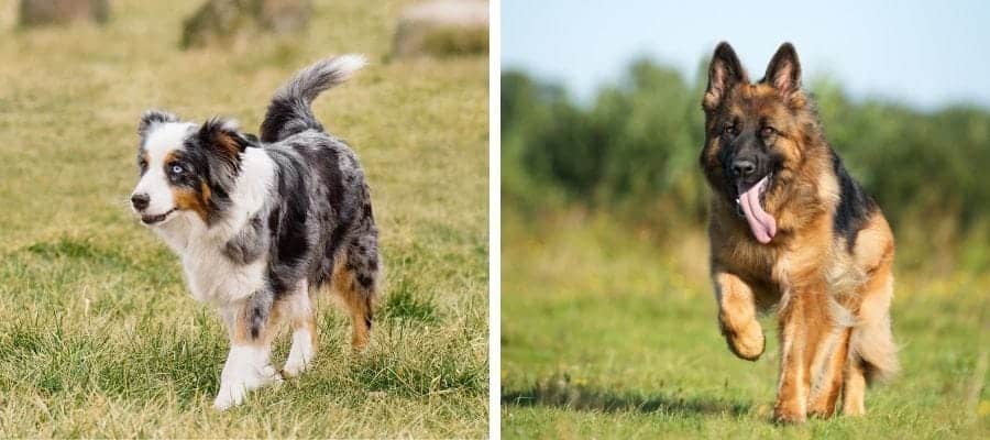 Australian Shepherd vs German Shepherd dogs
