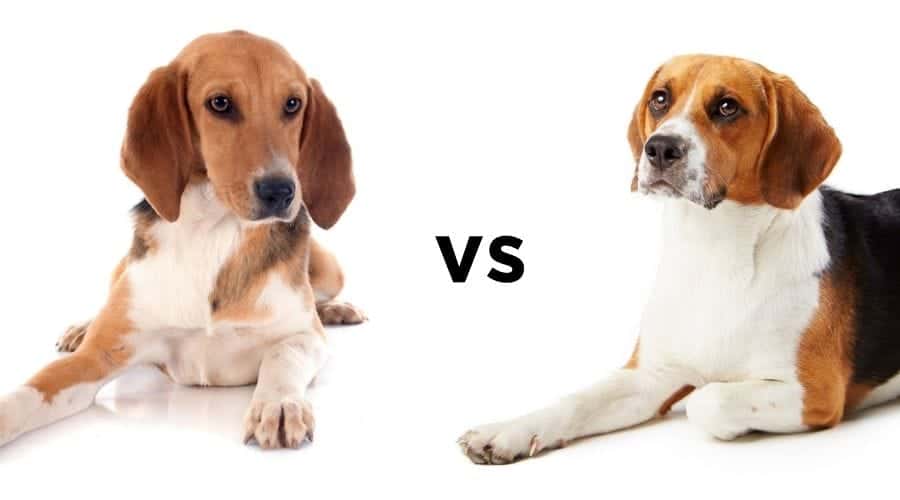 Harrier vs Beagle