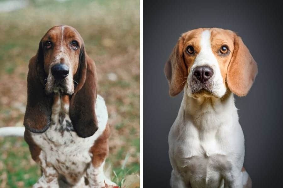 Basset Hound vs Beagle