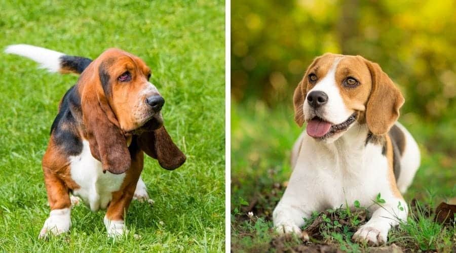 Basset Hound vs Beagle