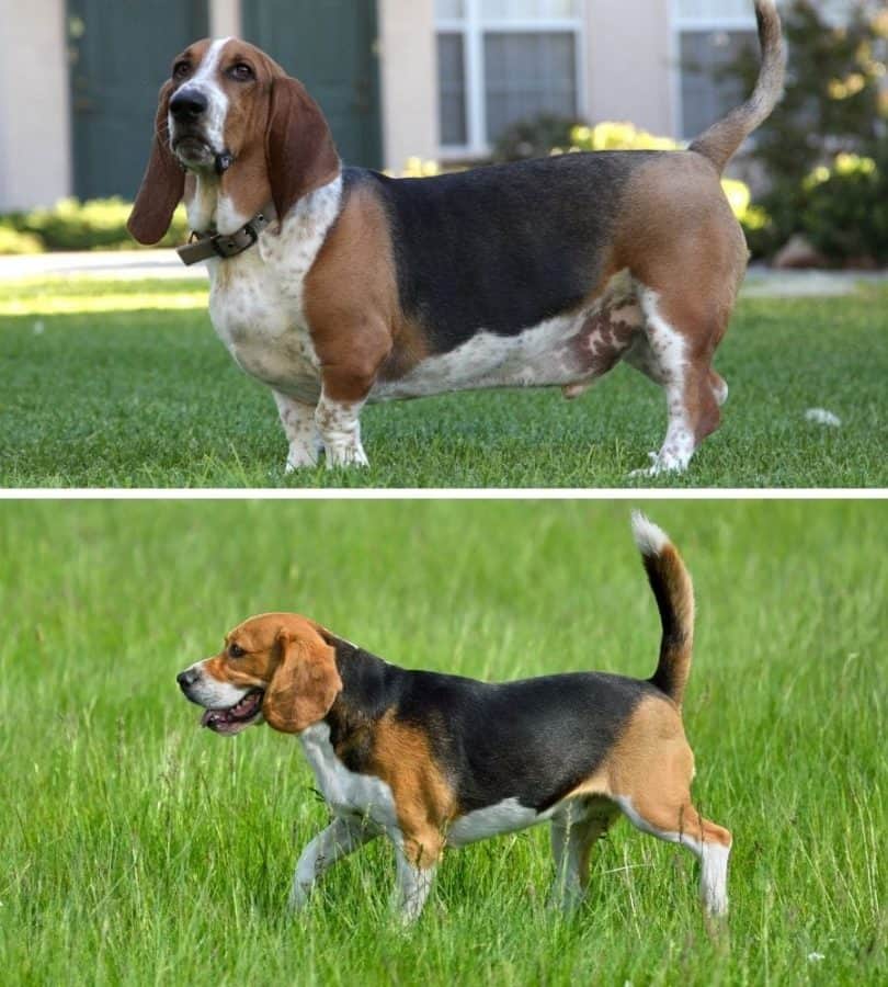 Basset Hound and Beagle