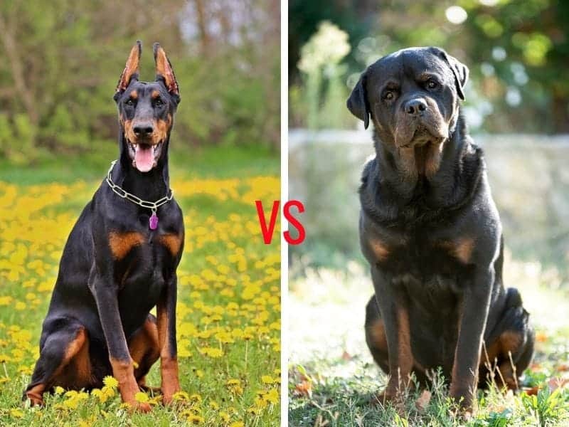 Doberman vs Rottweiler