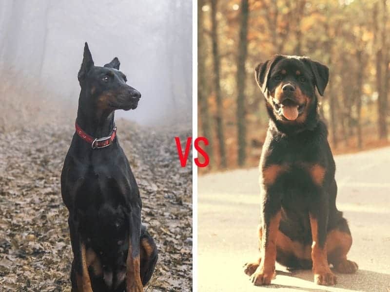 Dogs comparison