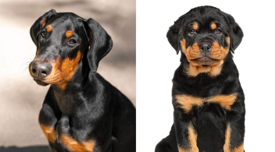 doberman and rottweiler puppies