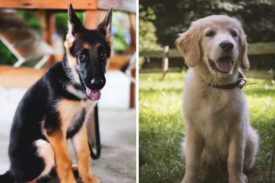 German Shepherd puppy and Golden Retriever puppy