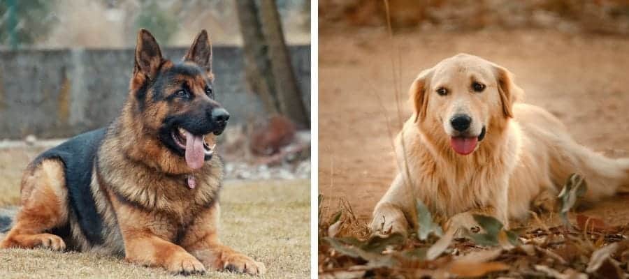 German Shepherd vs Golden Retriever