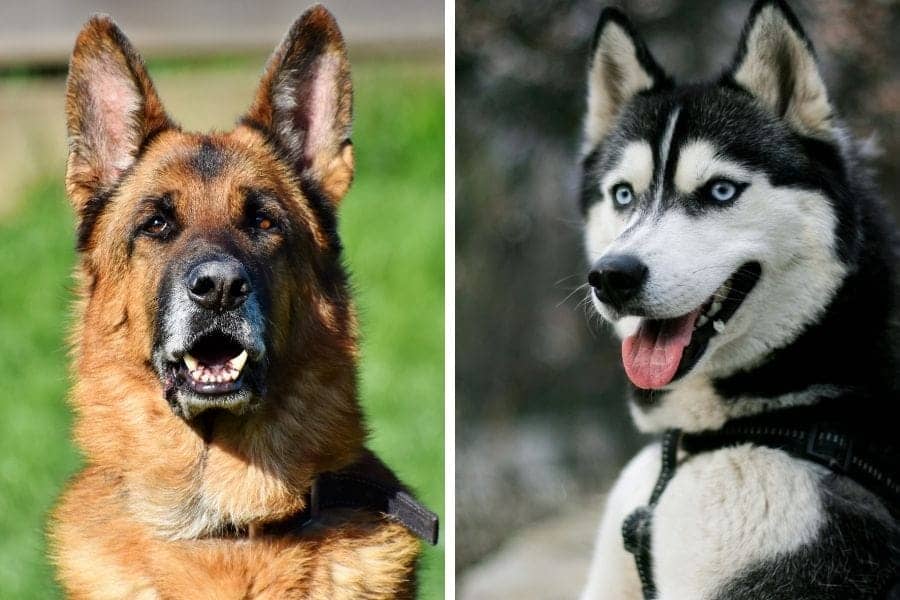 German Shepherd Vs. Siberian Husky: Breed Differences And Similarities  