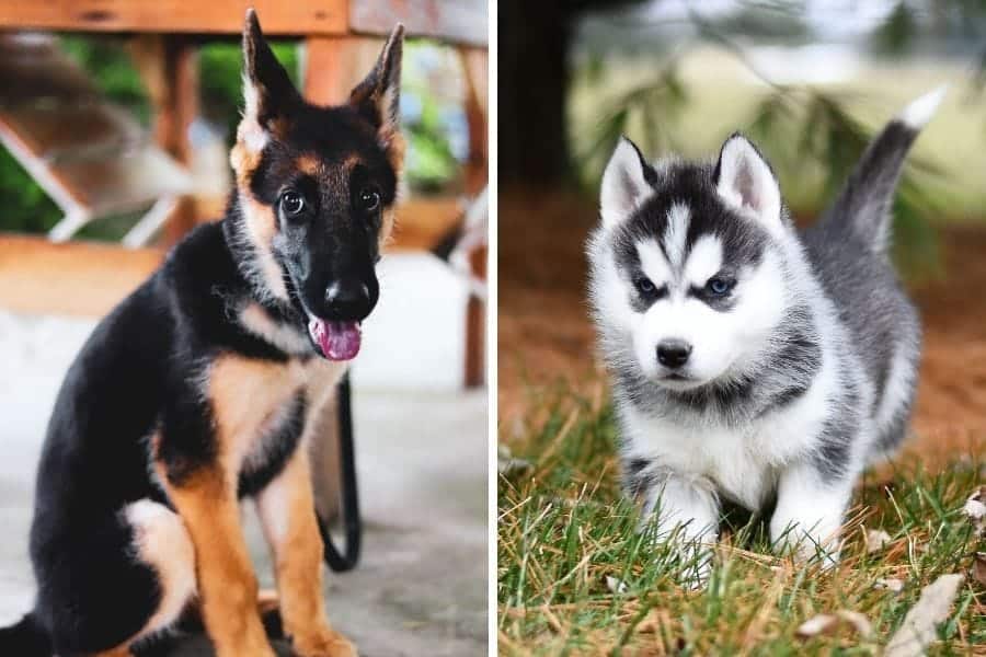 German Shepherd puppy and Husky puppy 