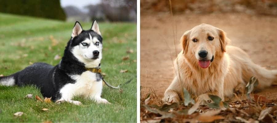 Australian Shepherd vs Golden Retriever