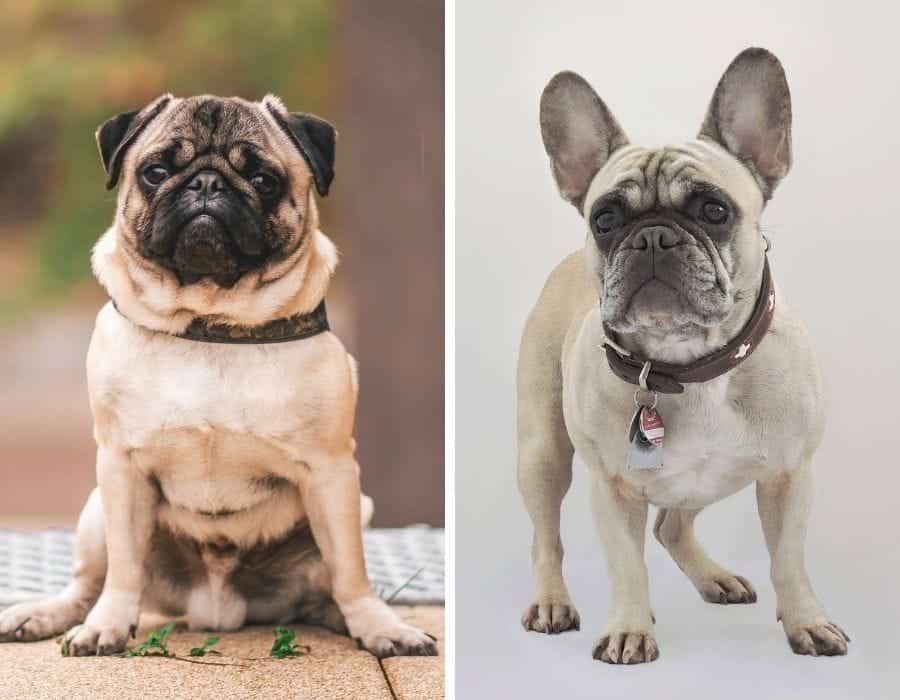 Pug vs French Bulldog